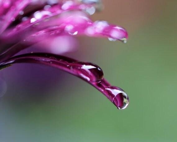 Items similar to Purple Flower with Raindrops - 8x10 Photograph ...