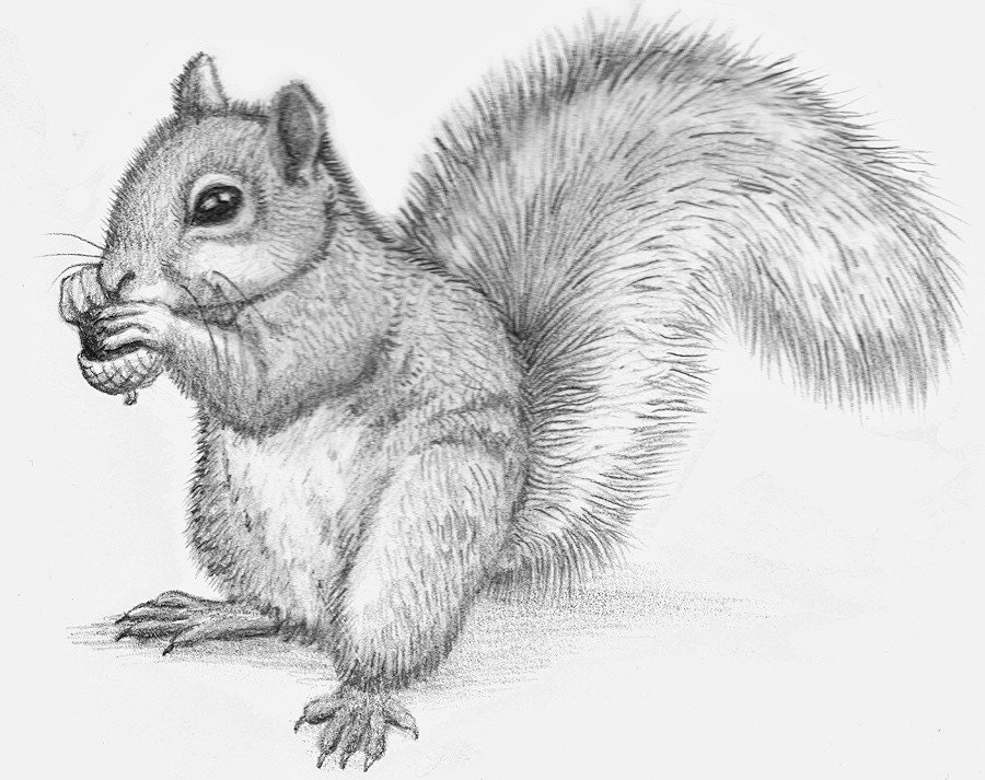 Pencil drawings of animals. I'll draw anything you want