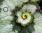 rex begonia and goldenratio rex begonia and goldenratio