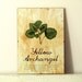 Pressed Plants- Yellow Archangel in Frame (1)