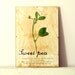 Pressed Flowers- Sweet Pea in Frame (1)