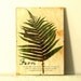 Pressed Herbs- Fern in Frame (7)