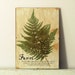 Pressed Herbs- Fern in Frame (6)
