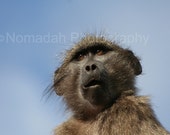 African monkey photograph, Baboon nature photography. Wild baboon, Animal photography, South Africa, Baboon