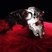 Secret Dragonband of Melusine--RESERVED FOR KEVIN--any other purchasers will be declined.