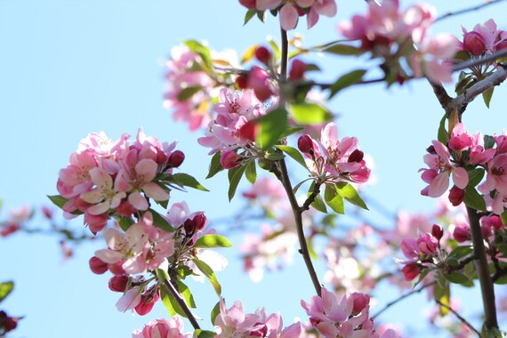 Reduced Price/Sale--Cherry Blossoms--matted and framed photo