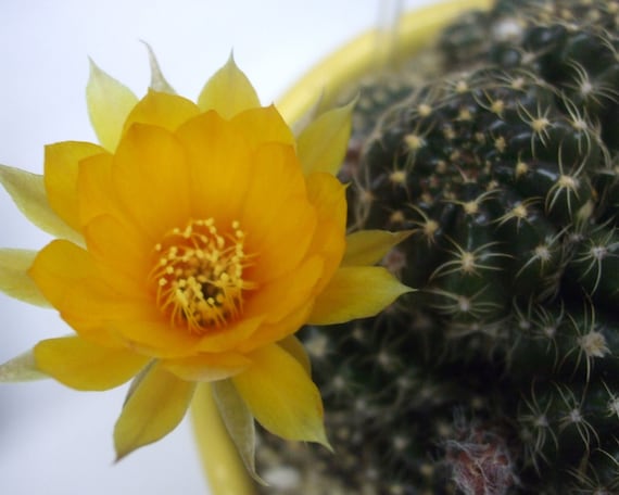 Reduced Price/Sale--Cactus Flower--matted and framed photo