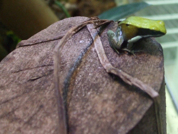Frog on a Log--framed photo
