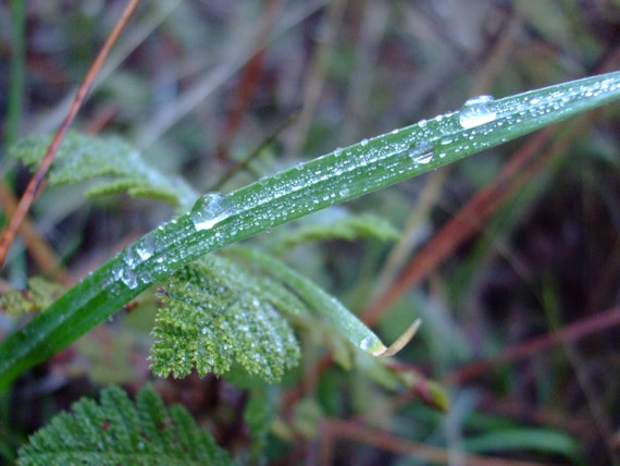 Morning Dew on Grass--4x6 framed photo