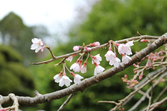 Cherry Blossoms--greeting card, photography, 5x7, signed, with envelope