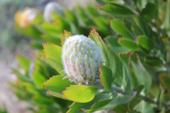 Protea, pincushion, flower--greeting card, photography, 5x7, signed, with envelope