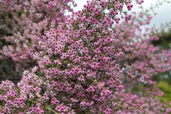 Christmas Heather--pink flowers, greeting card, photography, 5x7, signed, with envelope