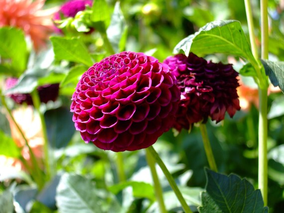 Dahlia--greeting card, photography, 5x7, signed, with envelope