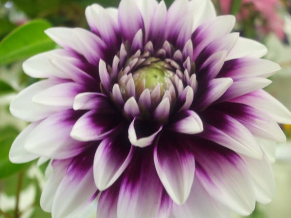 Purple and White Dahlia--greeting card, photography, 5x7, signed, with envelope
