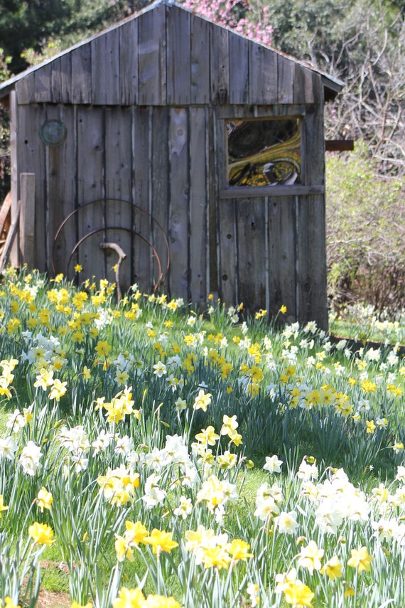 Daffodil Hill Rustic Old Pump House--matted white framed rustic wood photo