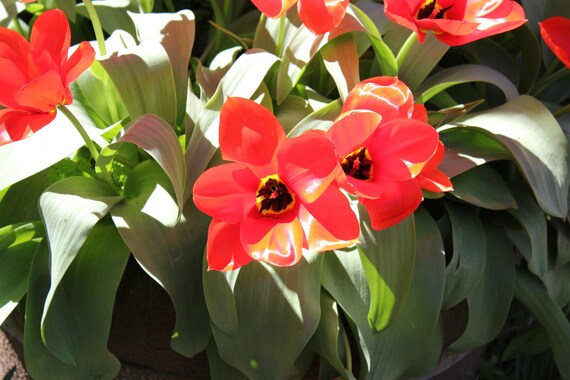 Red Tulips--matted red framed black nature photo of flowers