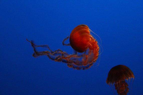On Sale--Orange Jellyfish--matted black framed burl walnut wood underwater photo