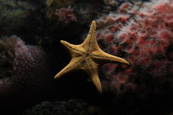 Starfish--matted, framed, signed photo