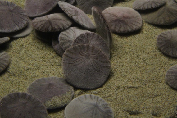 Sand Dollars--signed matted framed black underwater photo