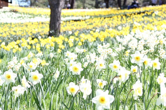 Daffodil Hill IV--signed matted framed photo of flowers