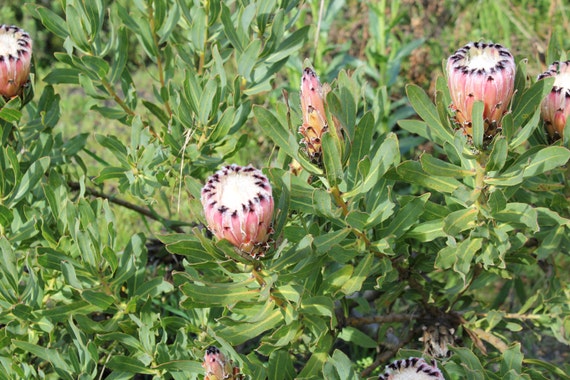 Botanical Garden Pink Pin Cushions--matted framed photo of pink flowers