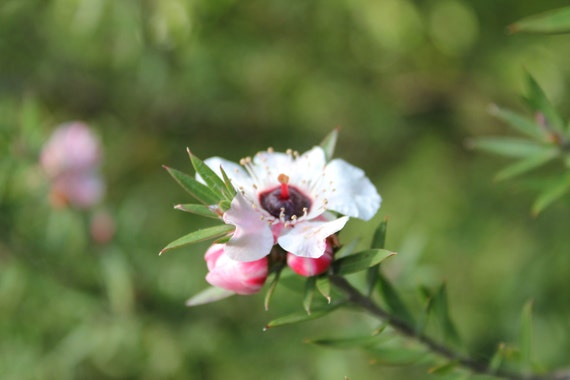 Tea Tree Flower--matted framed photo of flower from Botanical Gardens in San Francisco