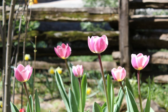 Pink Tulips--matted photo from Daffodil Hill