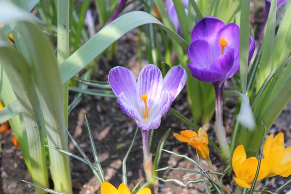 Purple Tulips--matted photo from Daffodil Hill