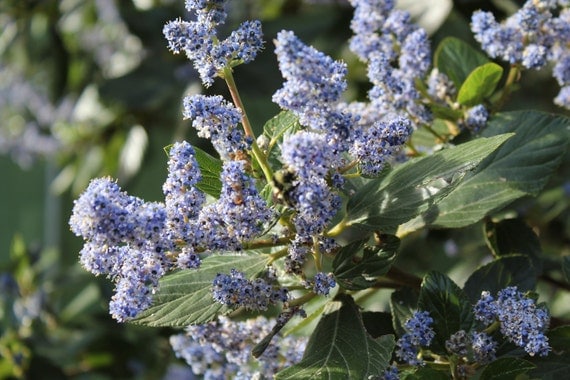 Blue Ceanothus Blossoms--matted photo from Botanical Gardens in San Francisco