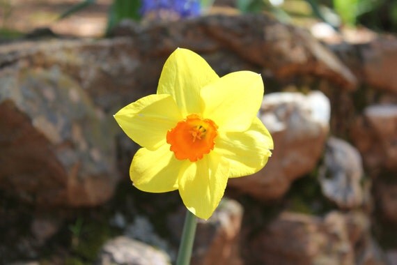 Cute Yellow Daffodil--matted and framed in yellows and browns