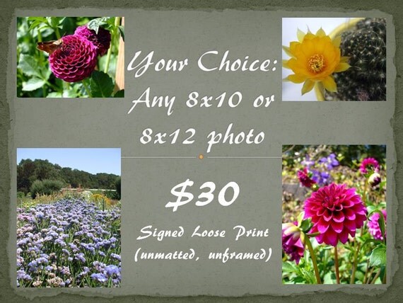 Any 8x10 or 8x12 photo from my shop