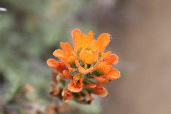 Orange Flower at Garrapata State Park, Big Sur, California
