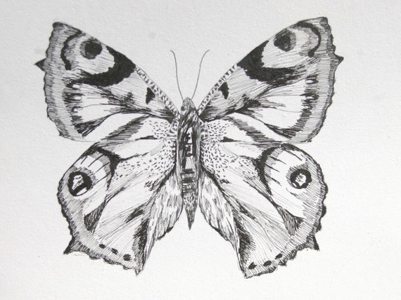 Items similar to Detailed Peacock Butterfly Sketch- Original Drawing ...