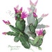 SPRING CACTUS giclee reproduction print of my original colored pencil artwork