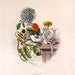 Dahlia hand colored plate from Les Fleurs Animees by JJ Grandville