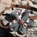 Army Camoflauge Headband - Camo Flower Headband - Brown Black Tan Green Headband - Infant Baby Child Headband