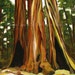 Redwood Trees- giclee print of original acrylic painting 8"x10"