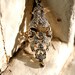 Large Spectacular Ornate Victorian Platinum/Rose Gold Diamond Ring - 2.50 cts.