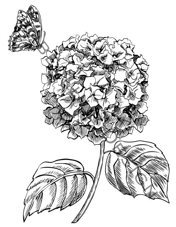 Hydrangea Vector/JPG Digital Image