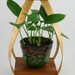 Danish Modern Bent Wood Hanging Planter