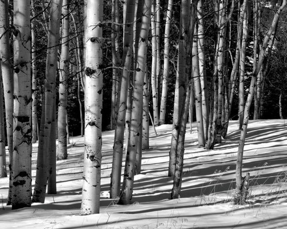 Items similar to Aspen trees snow black and white B&W Colorado