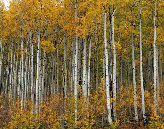 Aspen trees in fall colors fine art photograph print by mistyphoto