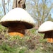 Vintage Mushroom Ceramic Garden Art 1970 Mushrooms Drip Glaze pottery