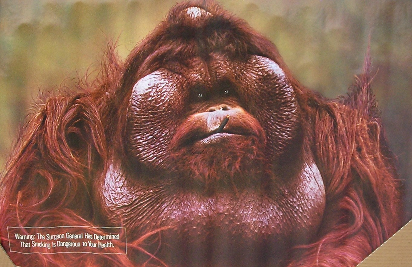 Vtg 1972 Orangutan Poster  Smoking 1970 s Hippie Monkey