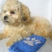 Extra Small Dog Sweater - Blue with Paw Print
