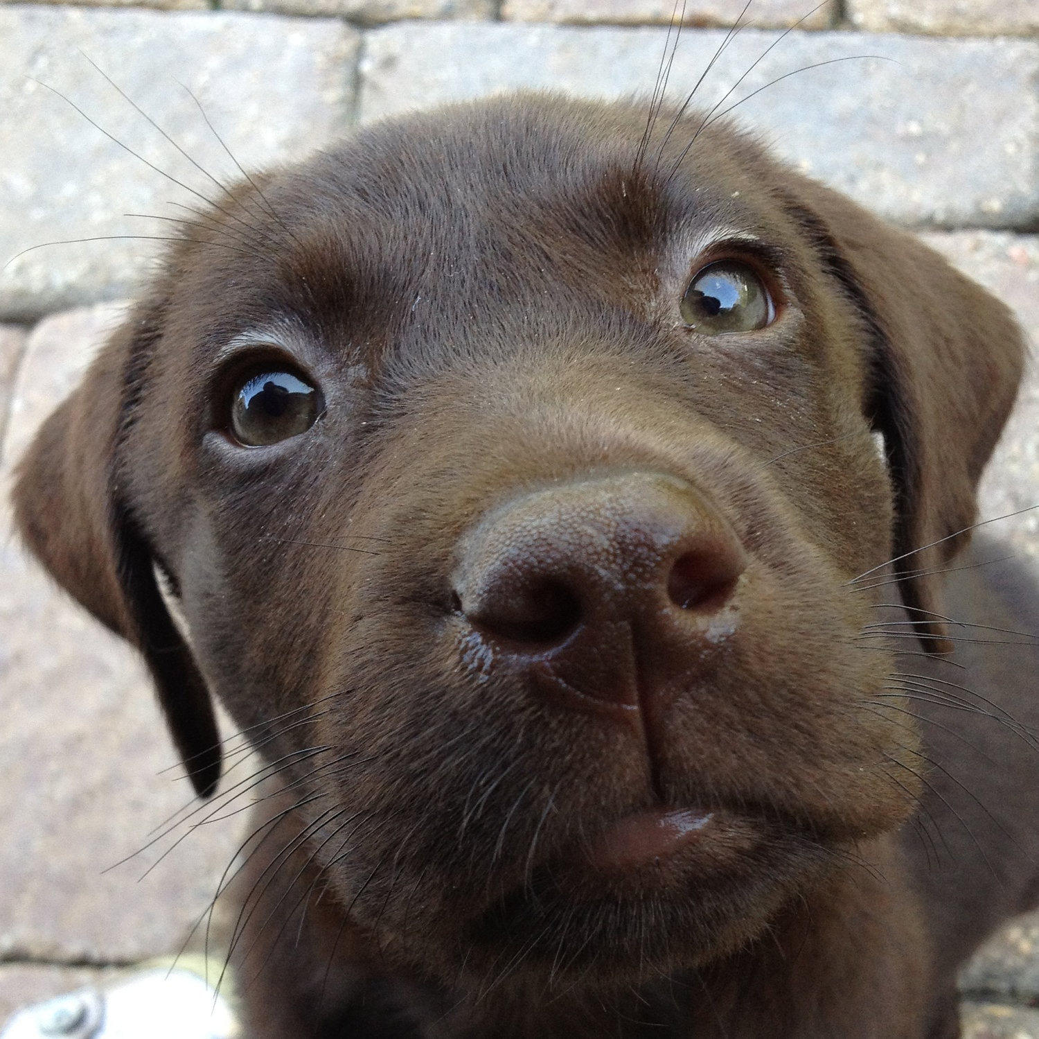 Chocolate Lab Dog Name Custom 8 x 10 Canvas