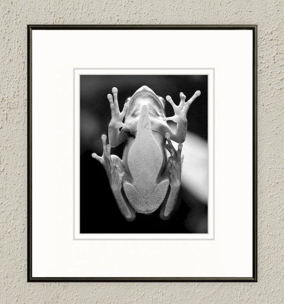 Black & White Photograph Frog Photograph Frog Photo Nature