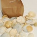 Craft Shells, Scallop Seashells, White with Pastel Shades of Color Sea Shell Supplies, Beach Theme Wedding Decor, Beach Home Decorations