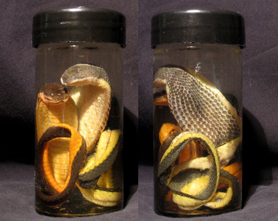 King Cobra Biological Specimens by Rxe08 on Etsy