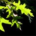 goldenoak